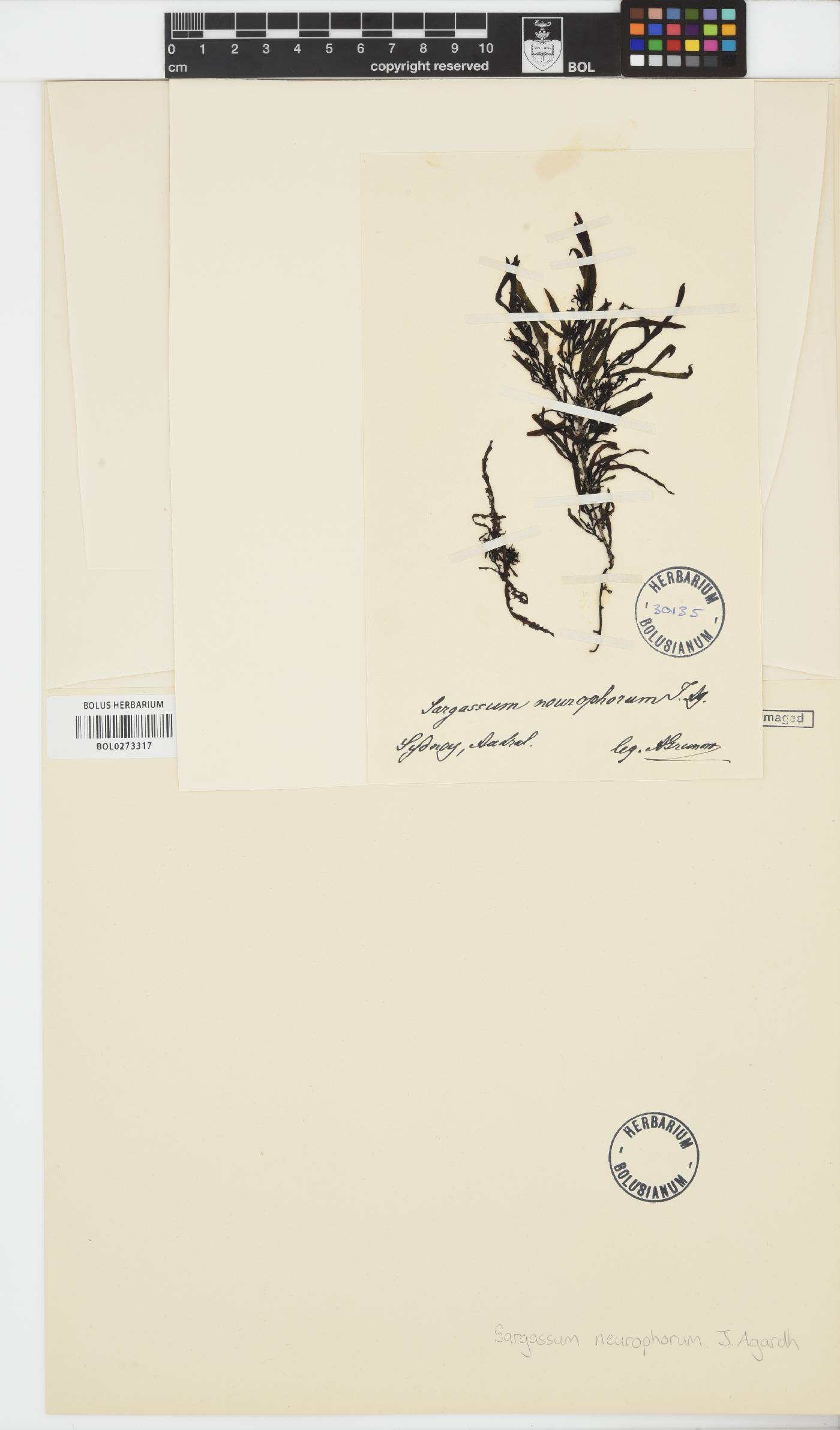 Sargassum neurophorum image