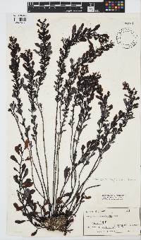 Image of Sargassum nigrifolium
