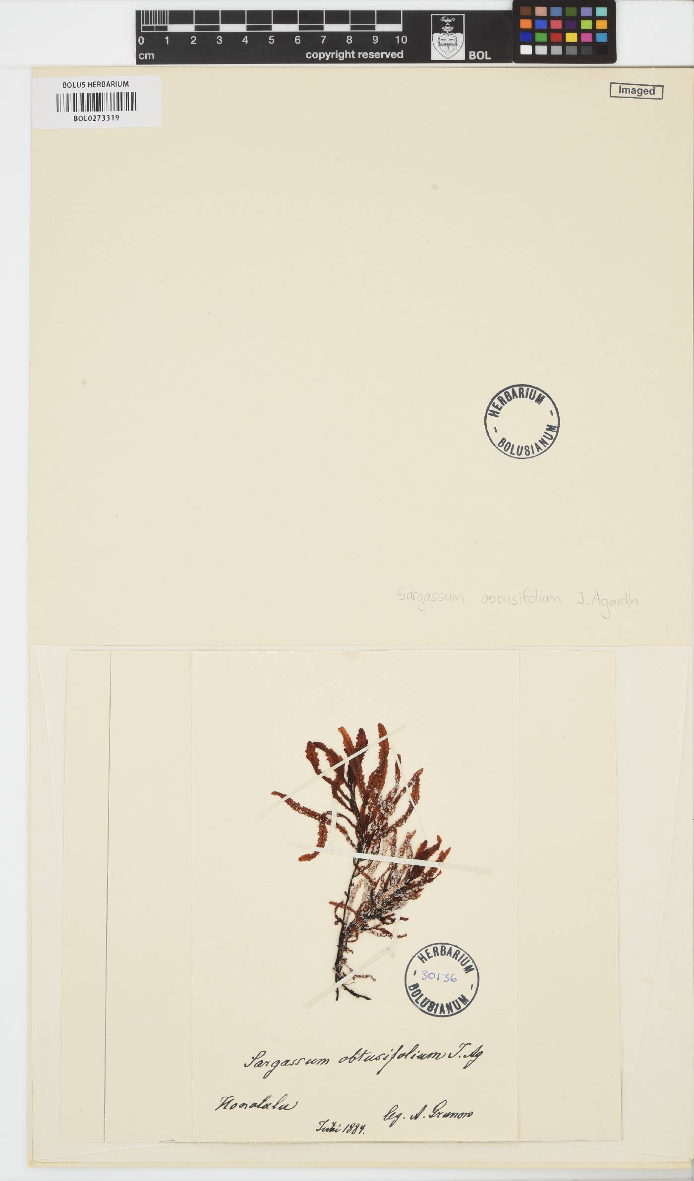 Sargassum obtusifolium image