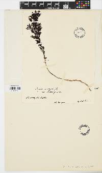 Sargassum aquifolium image