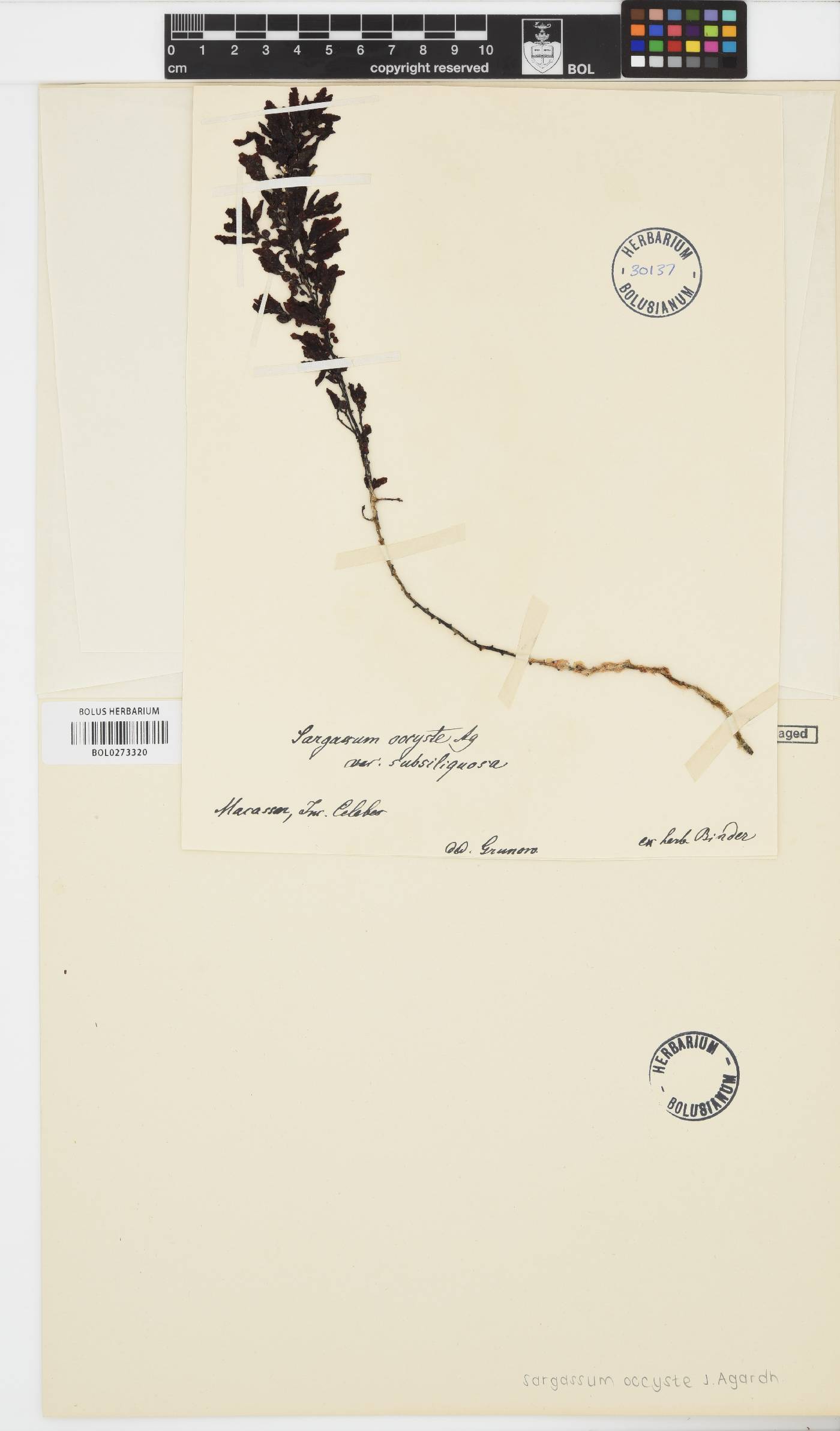 Sargassum aquifolium image