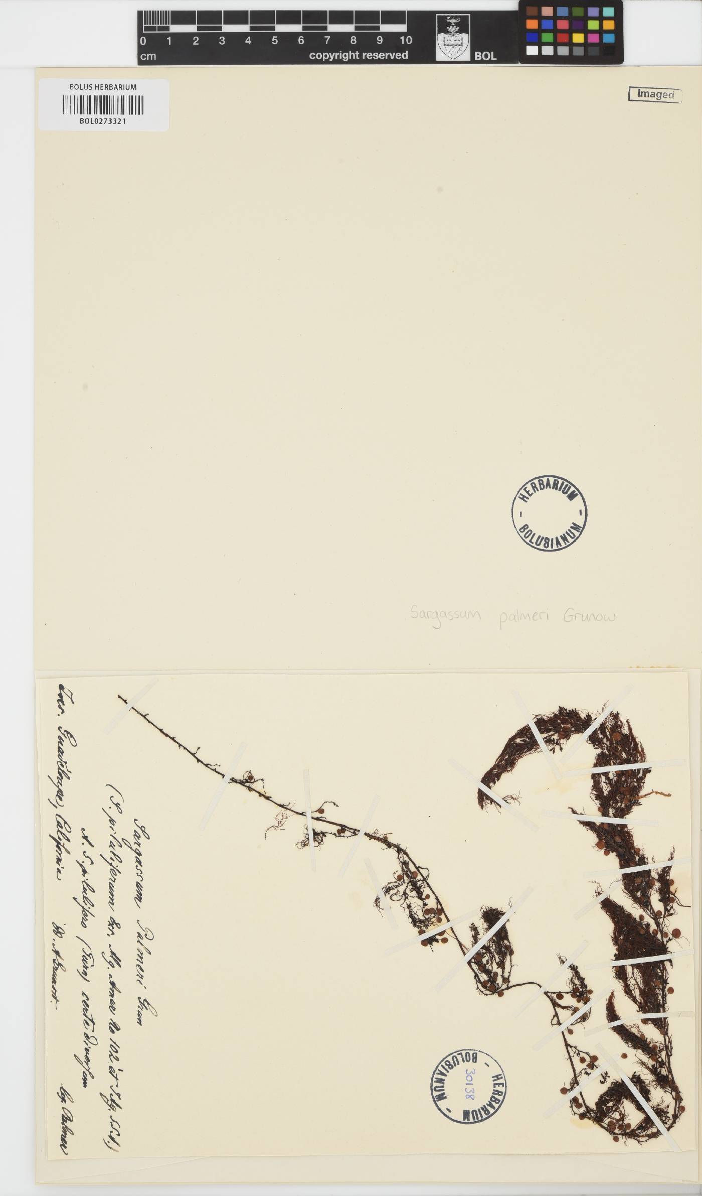 Sargassum palmeri image