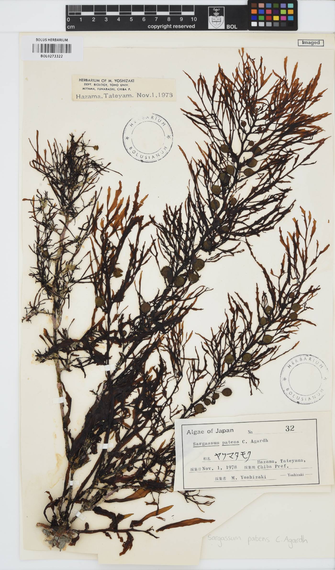 Sargassum patens image