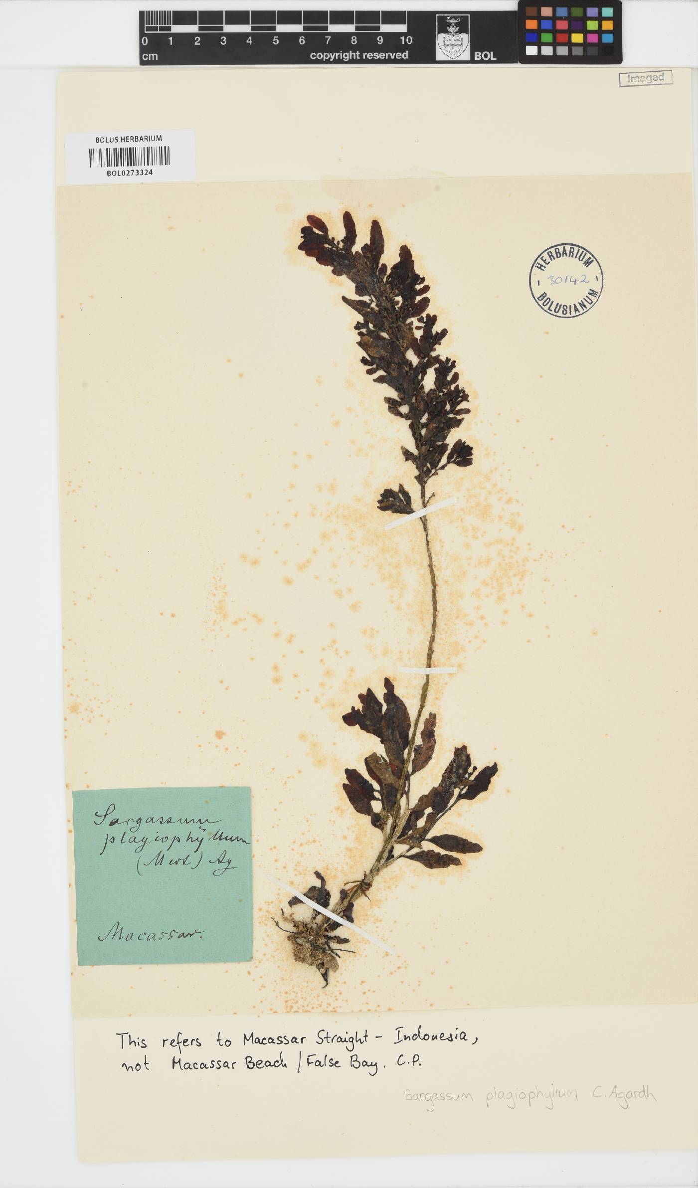 Sargassum plagiophyllum image