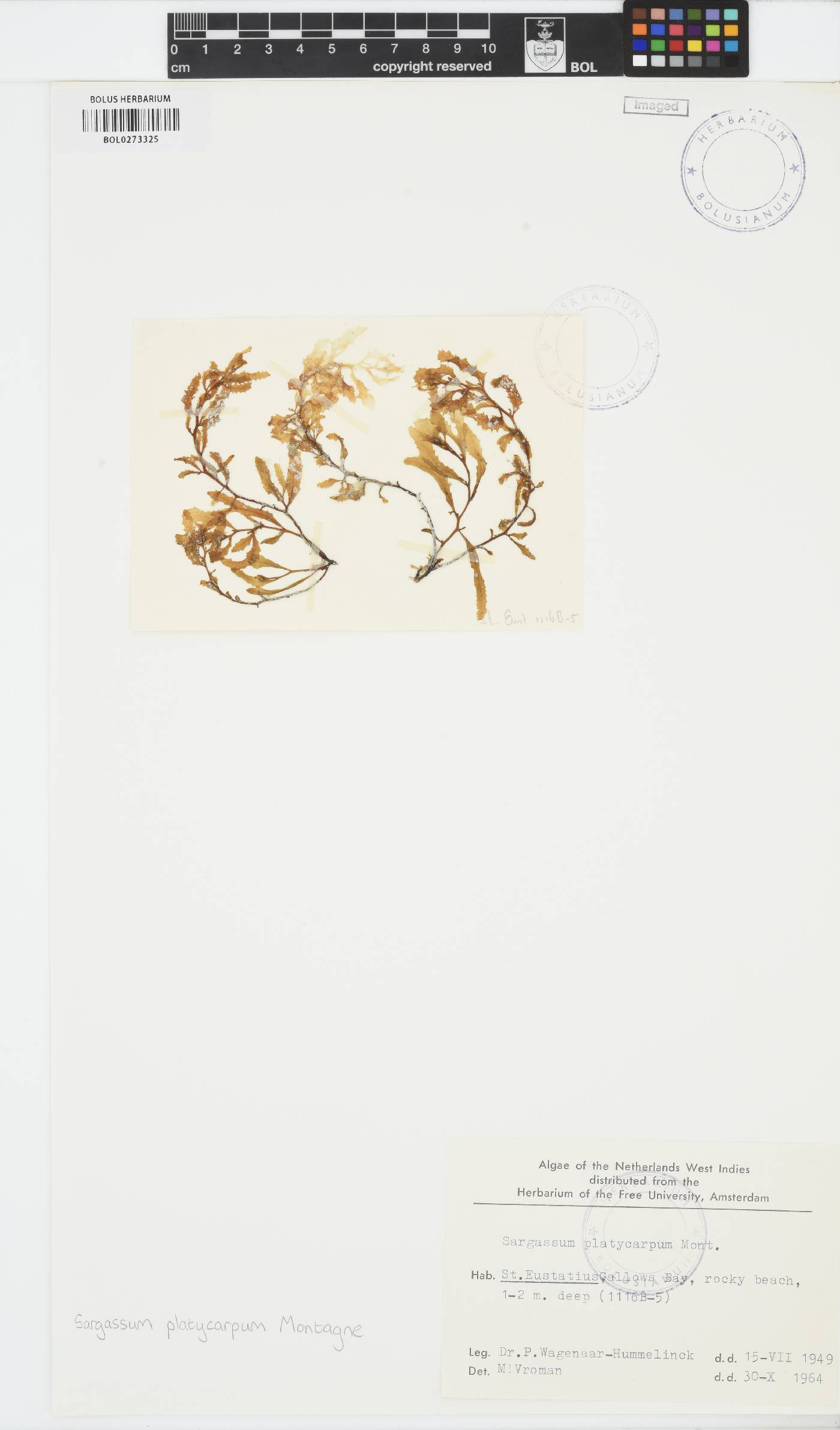 Sargassum platycarpum image