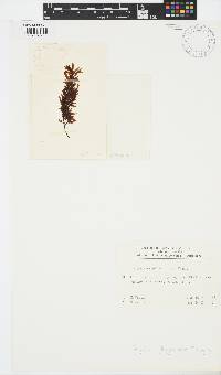 Sargassum platycarpum image