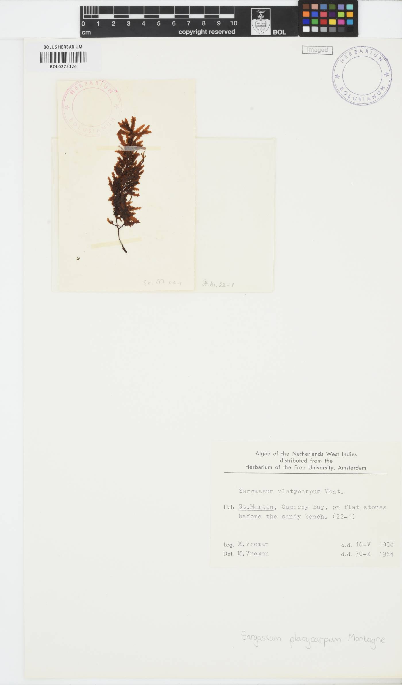 Sargassum platycarpum image