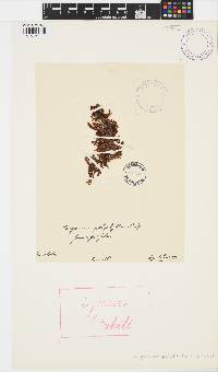 Sargassum polyphyllum image