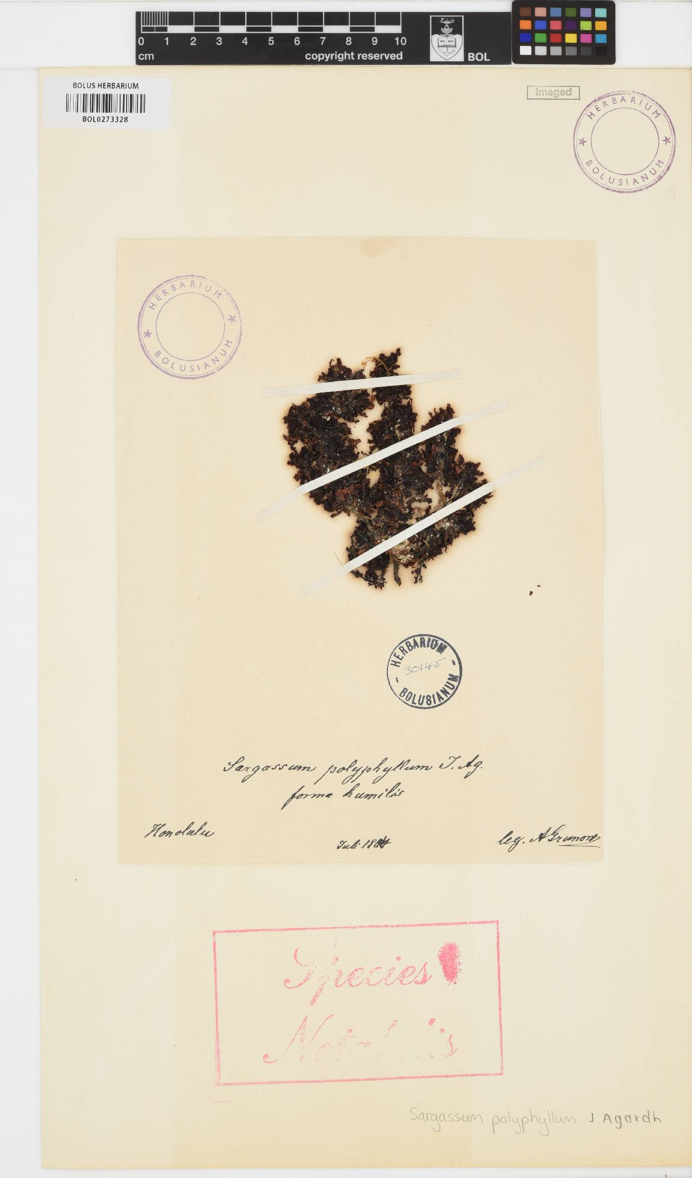 Sargassum polyphyllum image