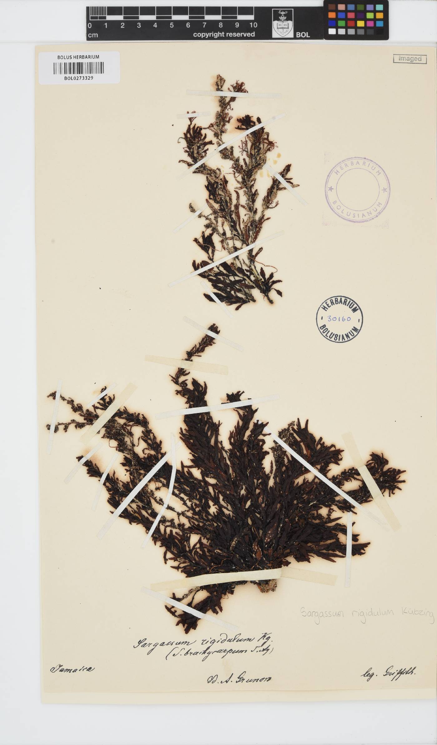 Sargassum rigidulum image