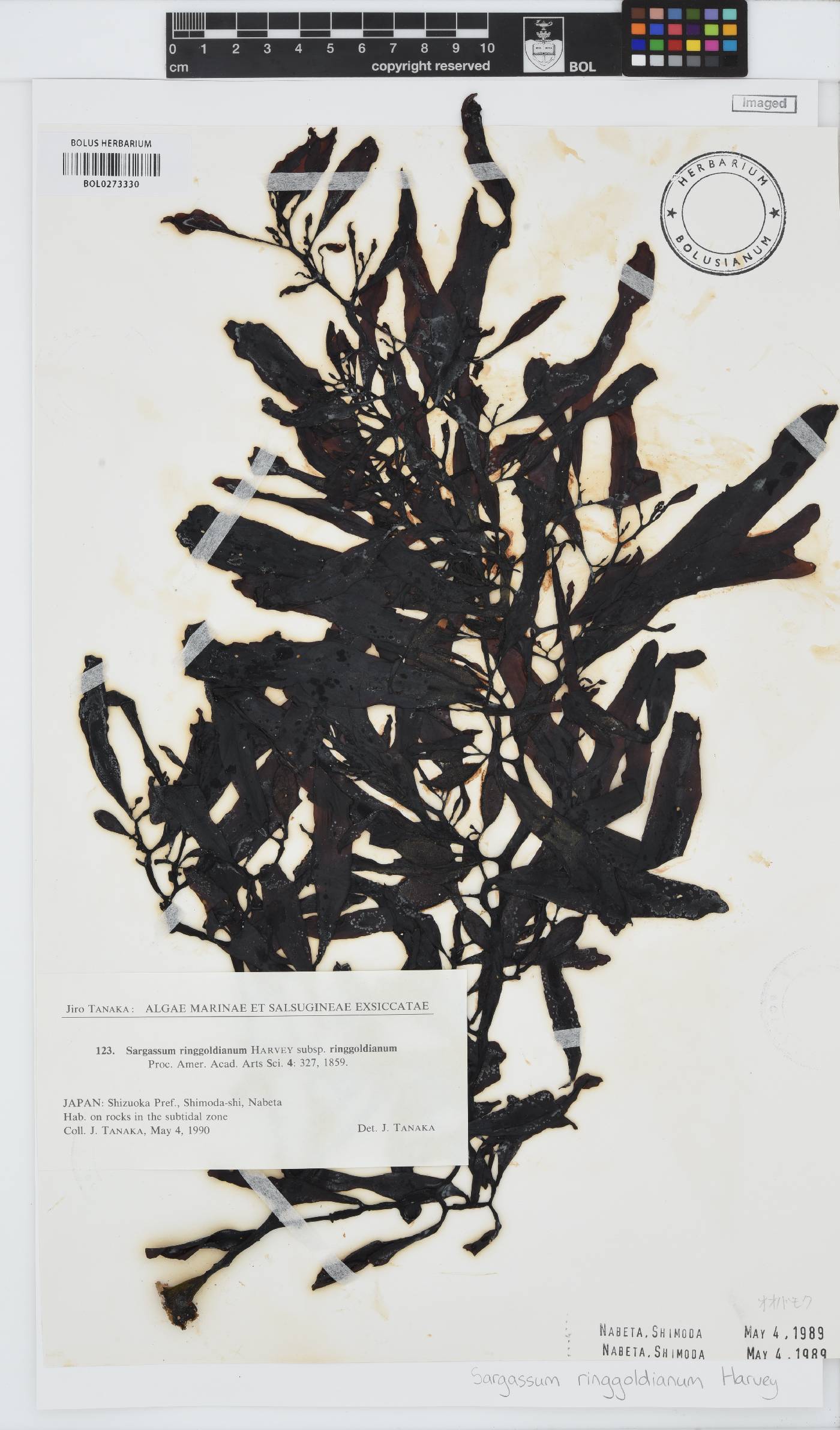 Sargassum ringgoldianum image