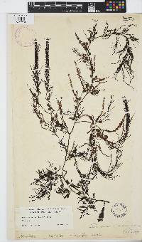 Sargassum serratifolium image