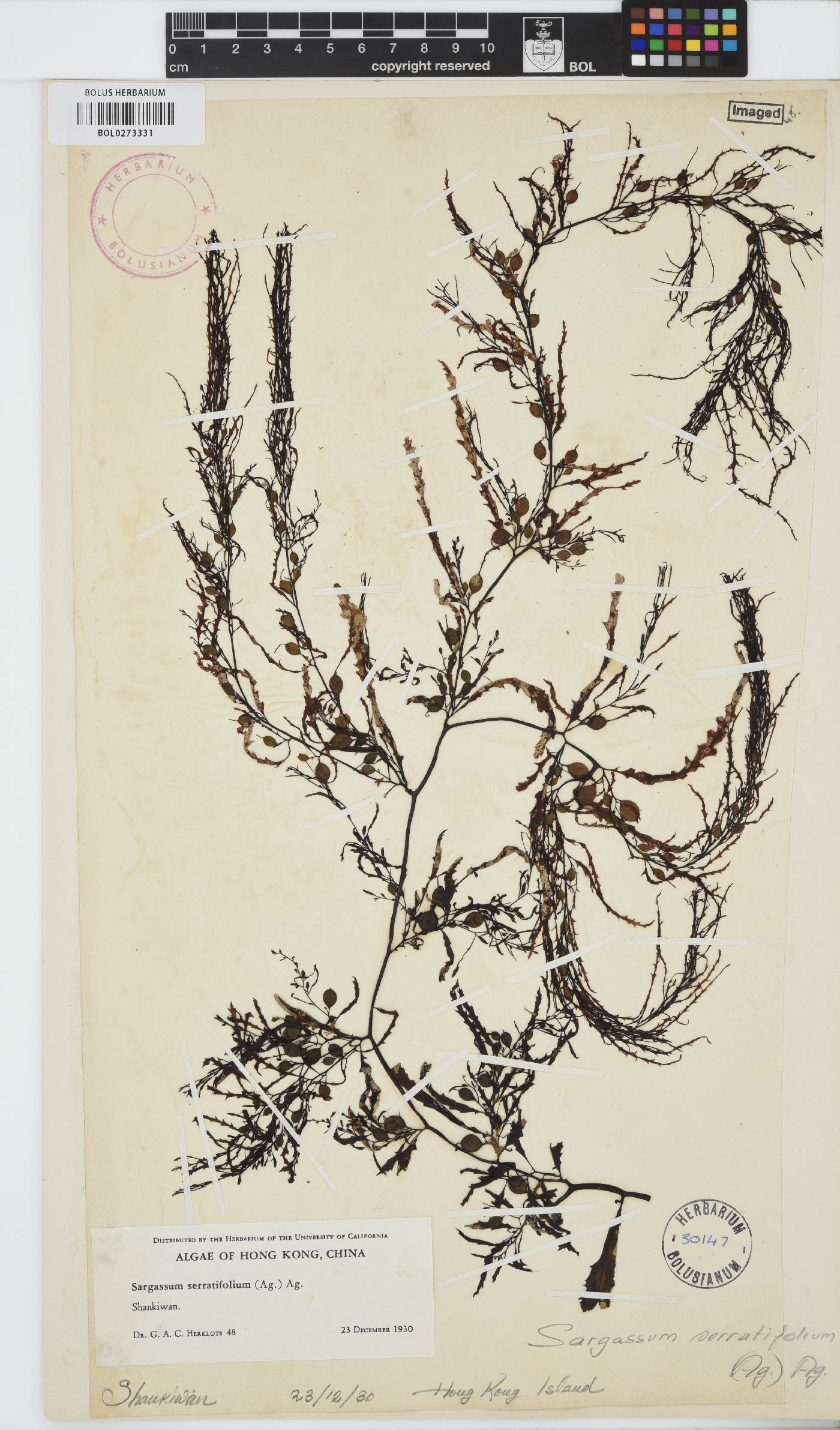 Sargassum serratifolium image