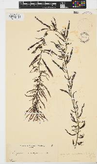 Sargassum serratifolium image
