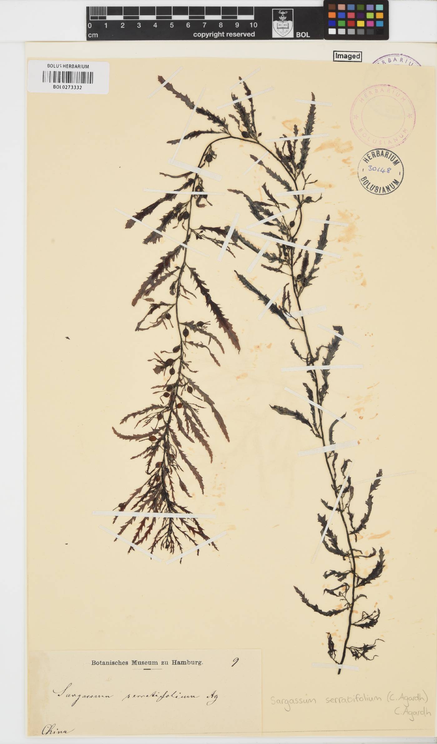 Sargassum serratifolium image