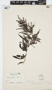 Sargassum serratifolium image