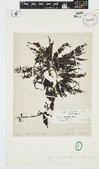 Sargassum siliquastrum image