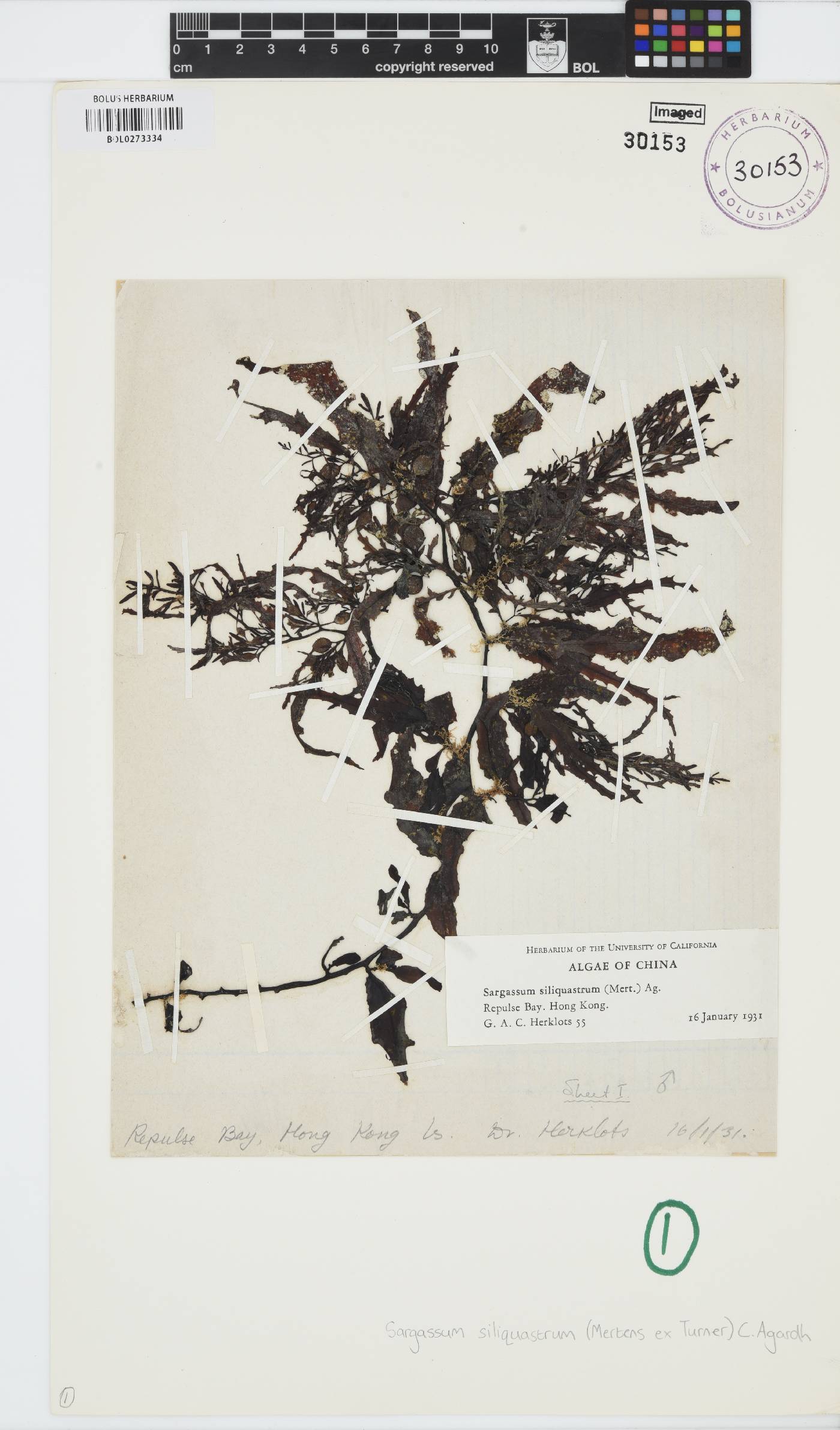 Sargassaceae image