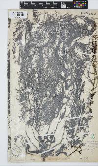 Sargassum siliquastrum image