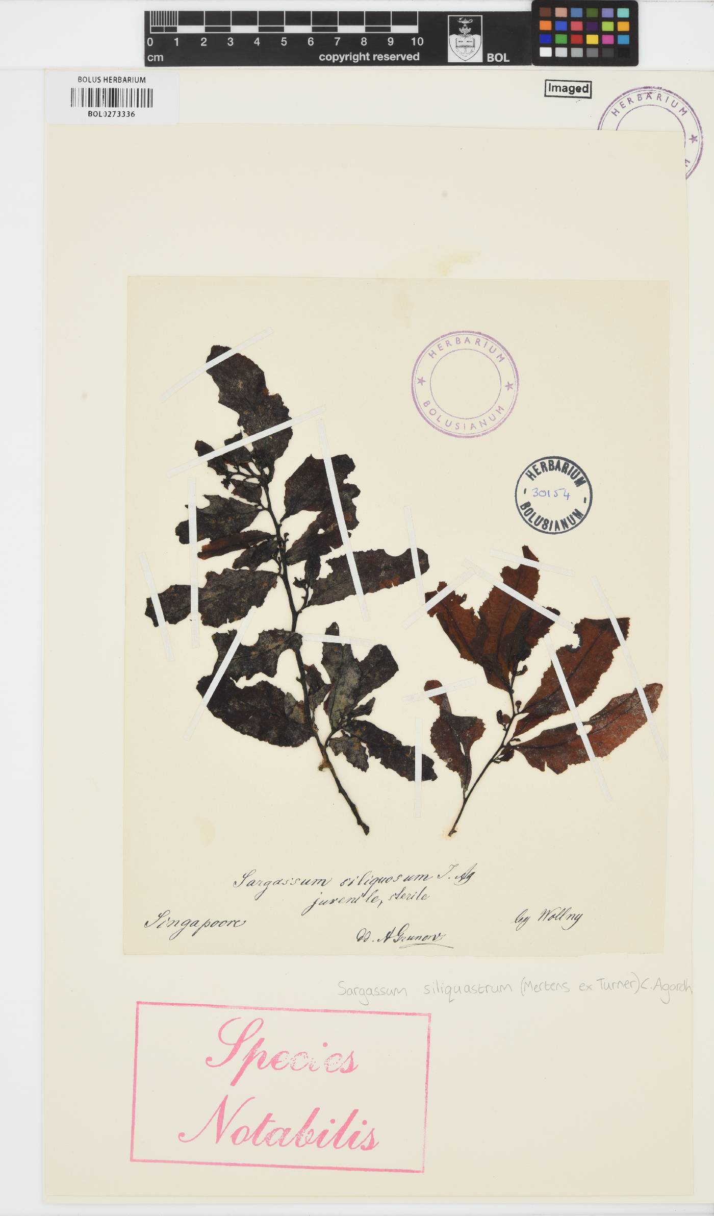 Sargassum siliquastrum image