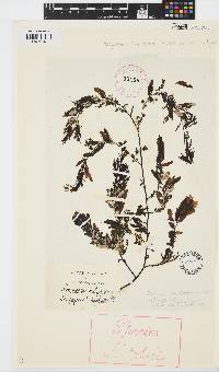 Sargassum siliquastrum image