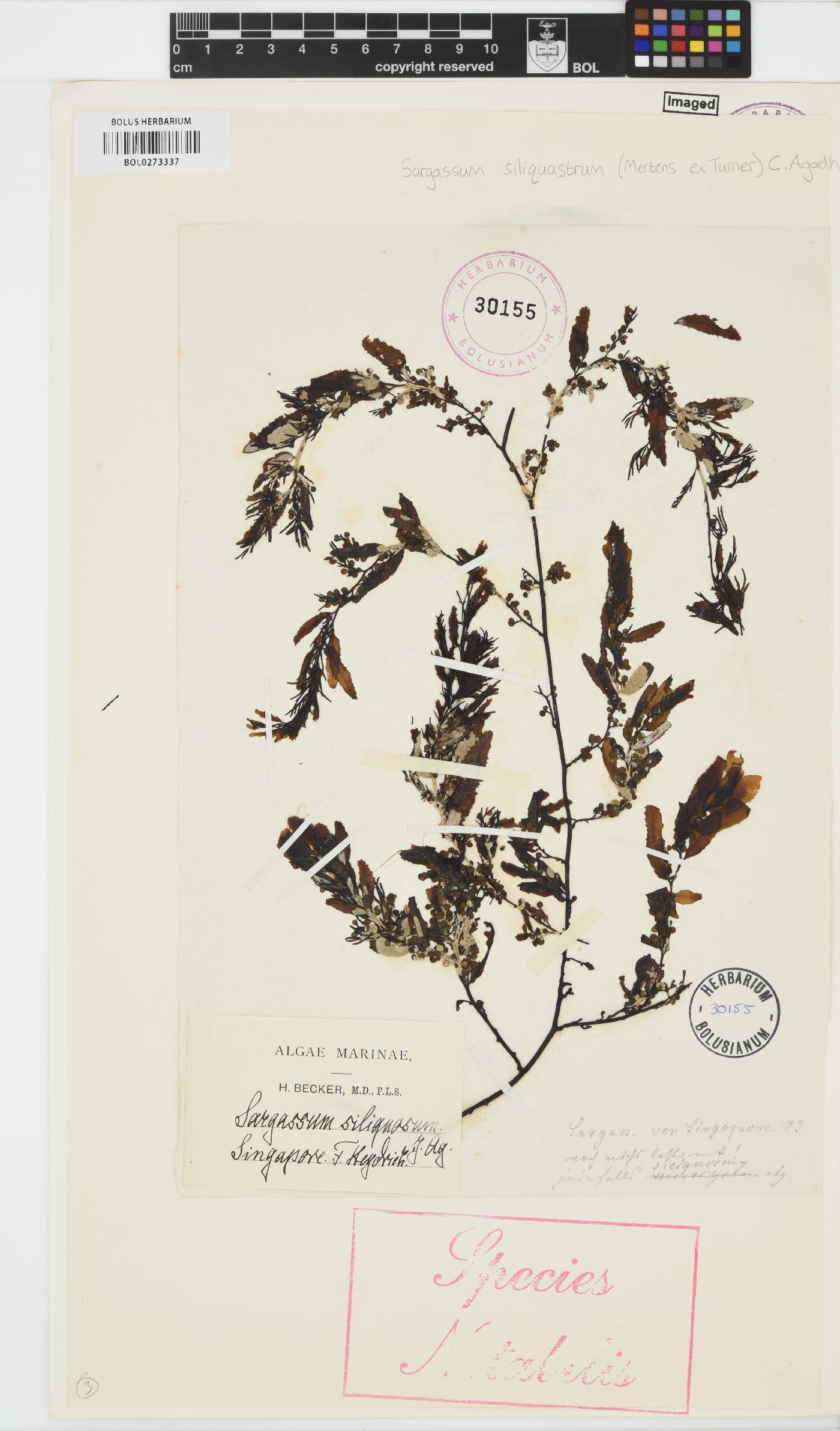 Sargassum siliquastrum image
