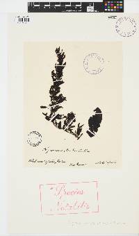 Sargassum sinclairii image