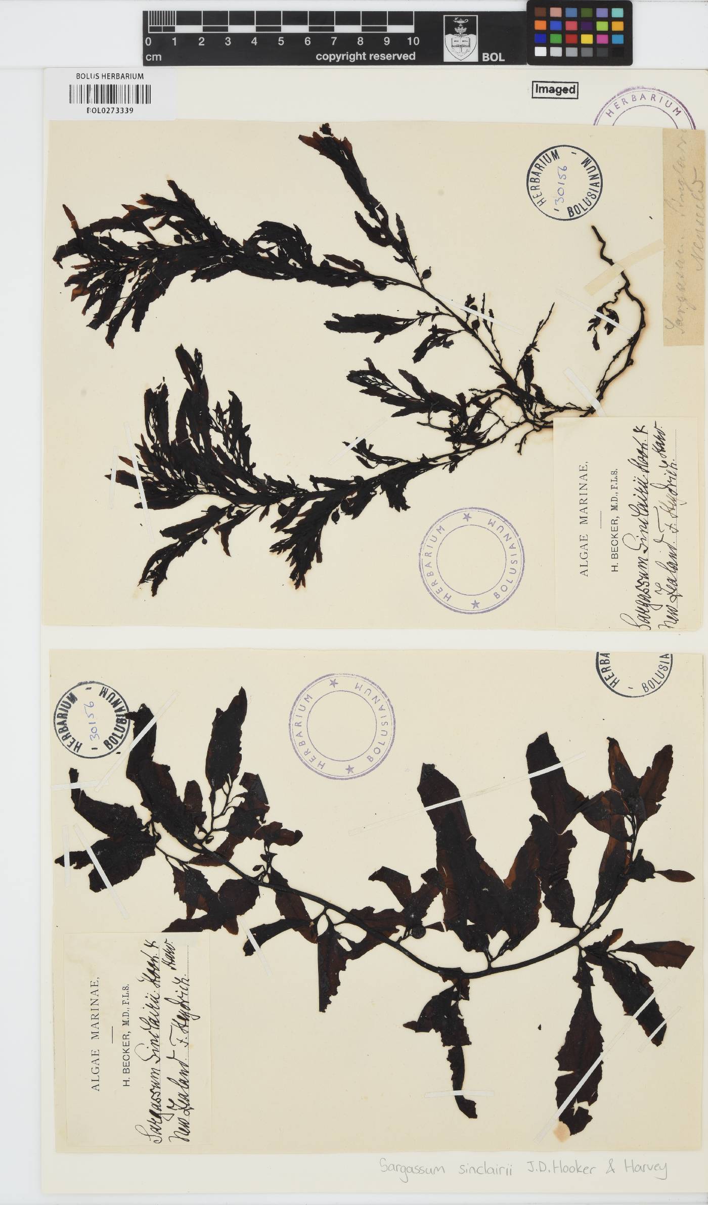 Sargassum sinclairii image