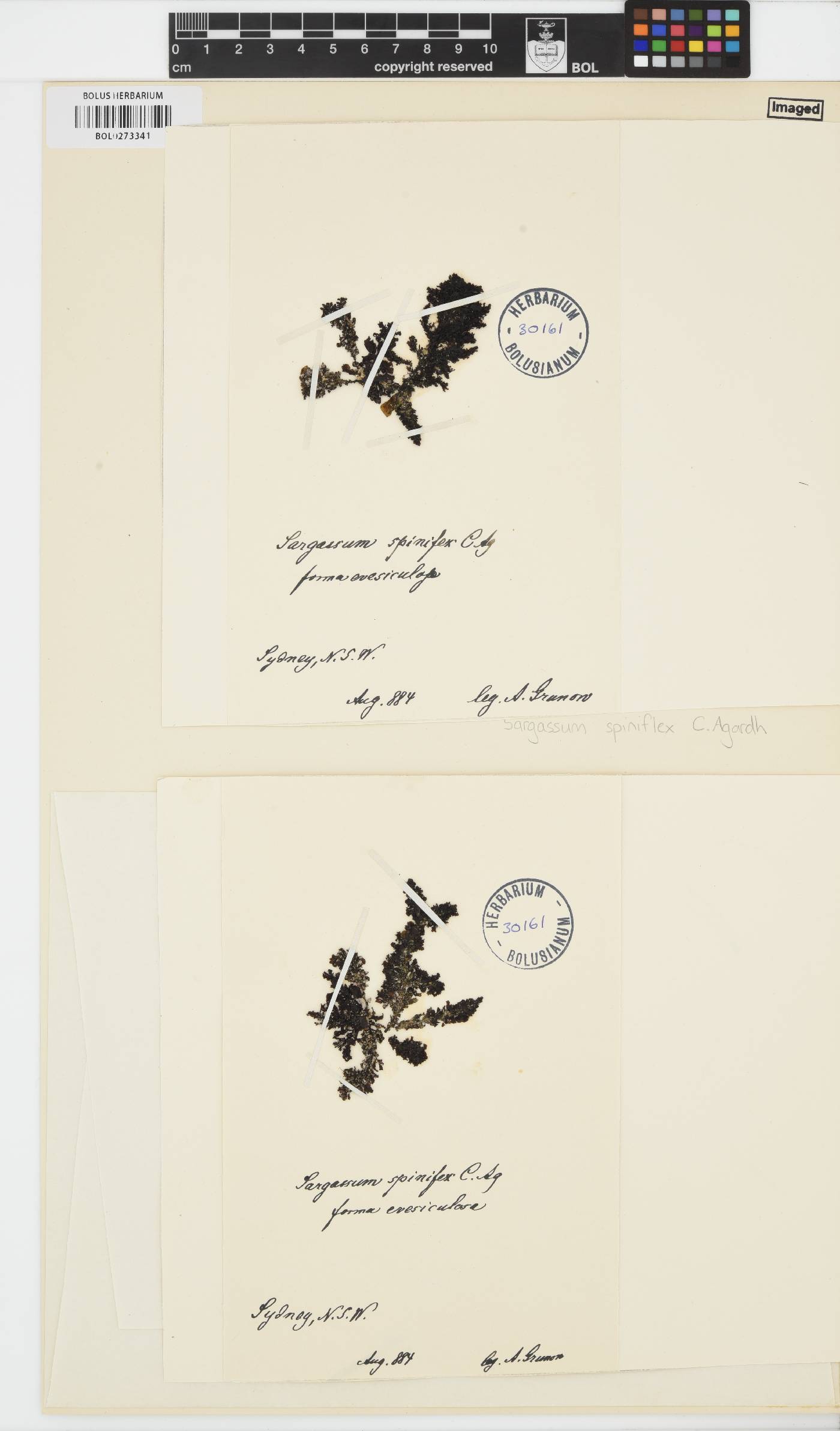 Sargassum spinifex image