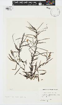 Sargassum stenophyllum image
