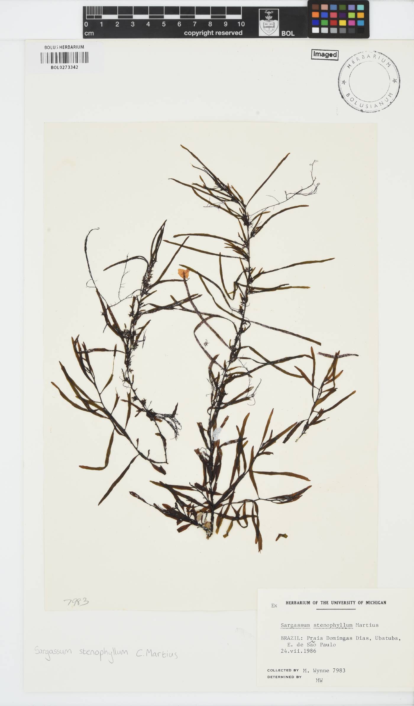 Sargassum stenophyllum image
