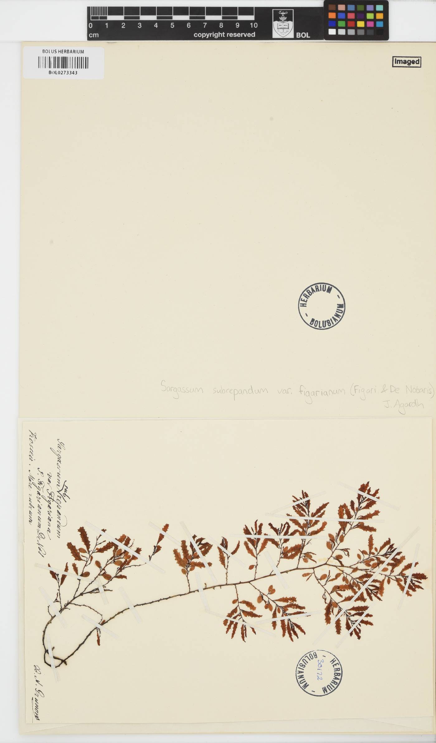Sargassum subrepandum var. figarianum image