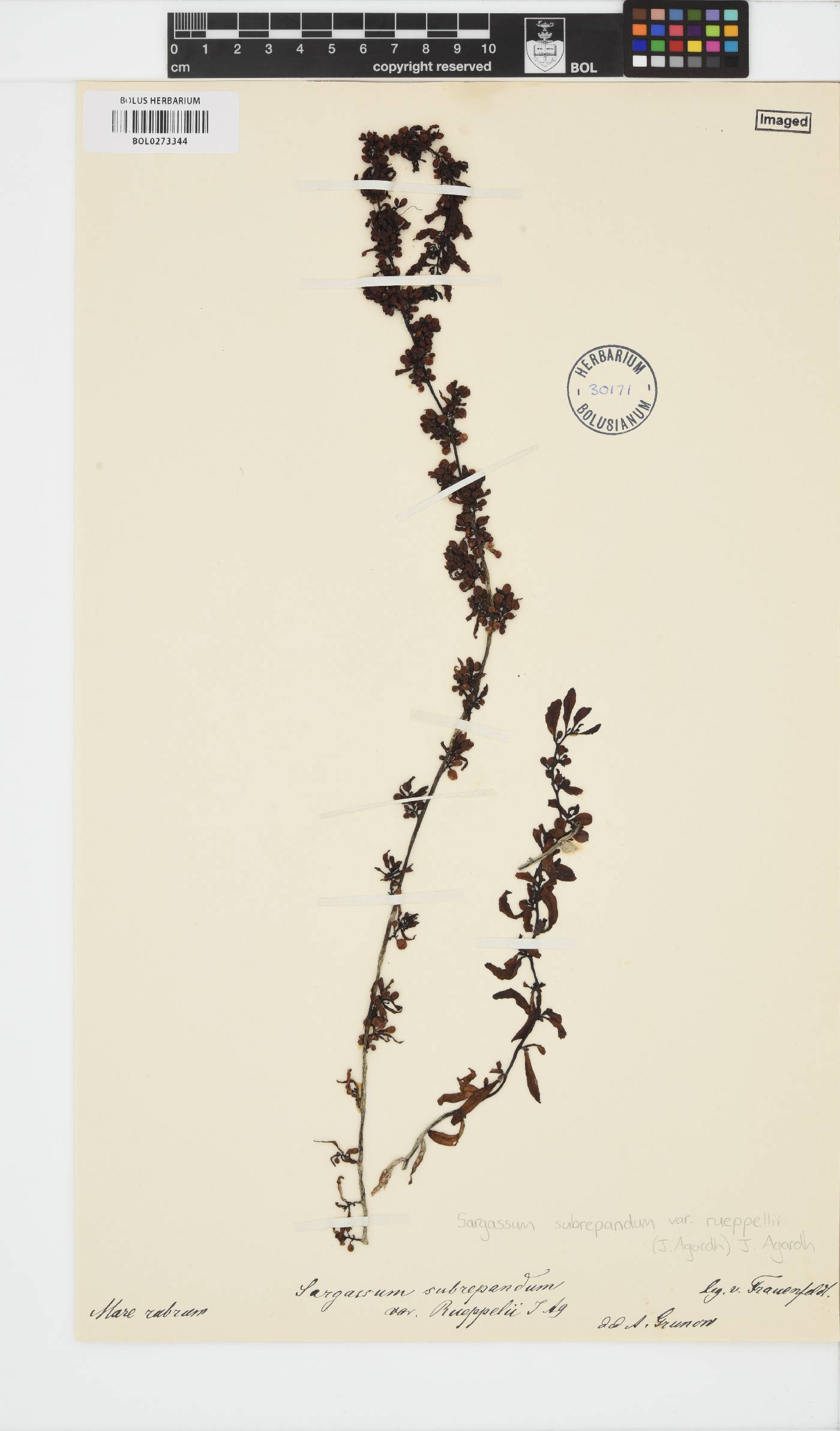 Sargassum subrepandum image