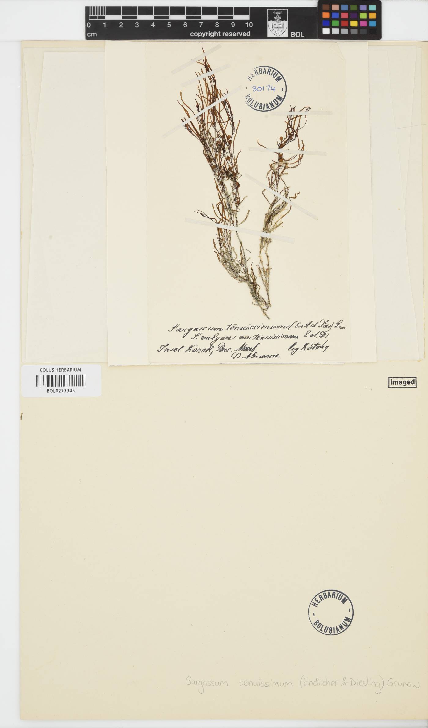Sargassum tenuissimum image