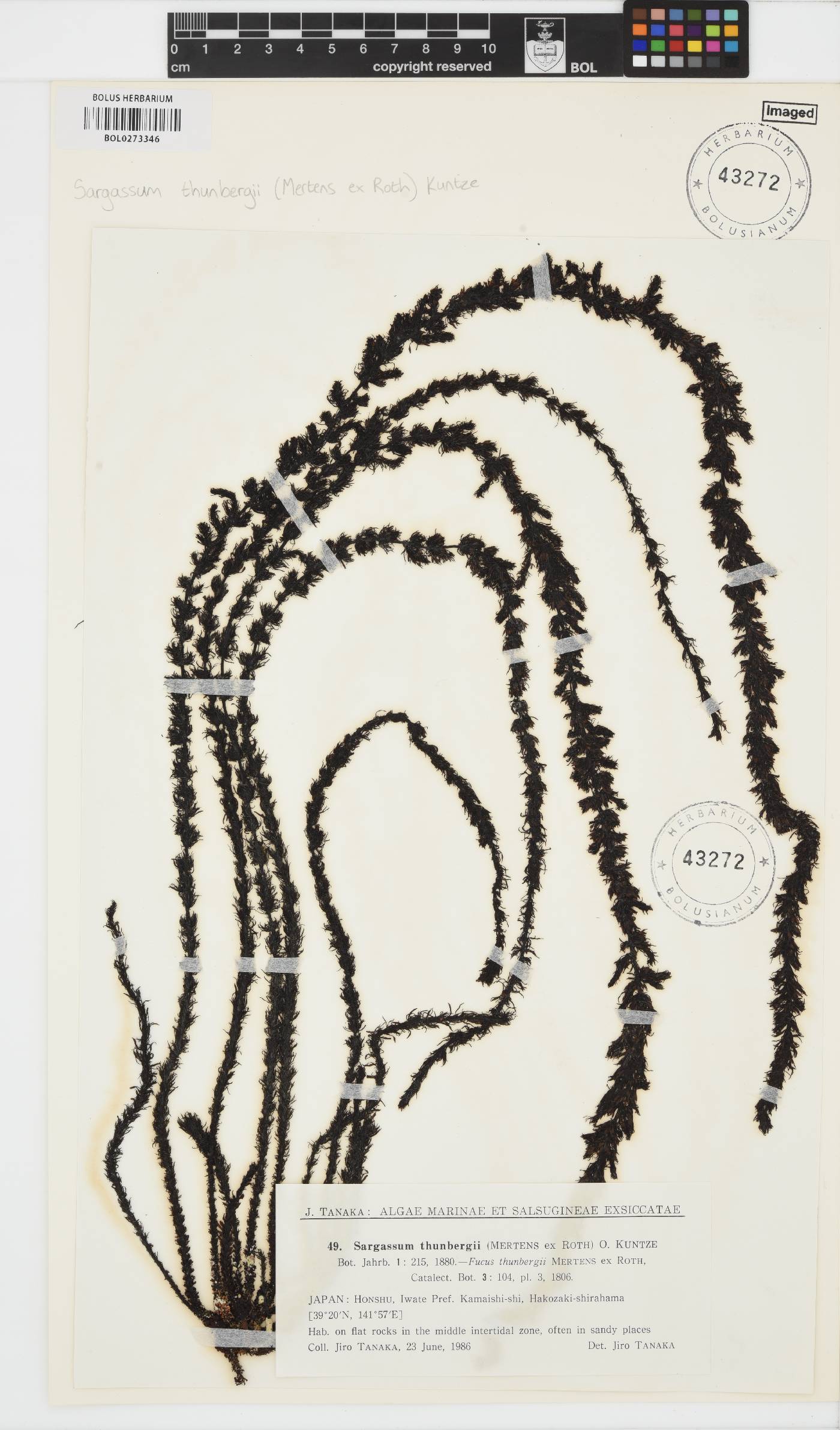 Sargassum thunbergii image