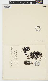 Sargassum paradoxum image