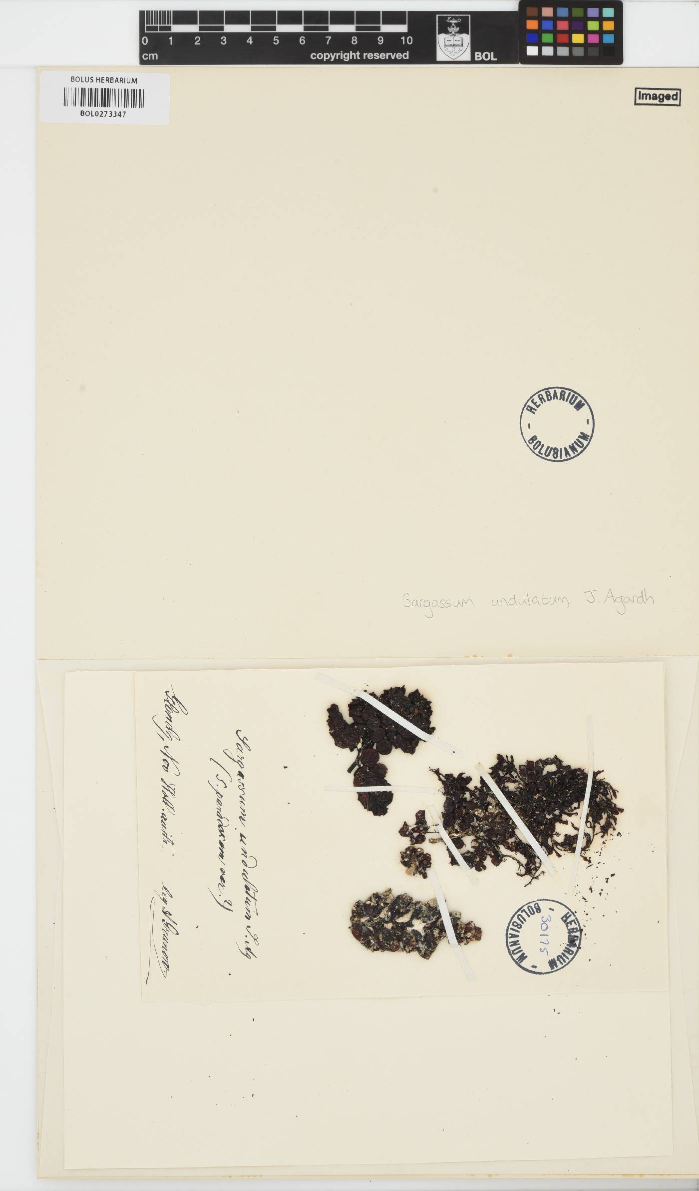 Sargassum paradoxum image