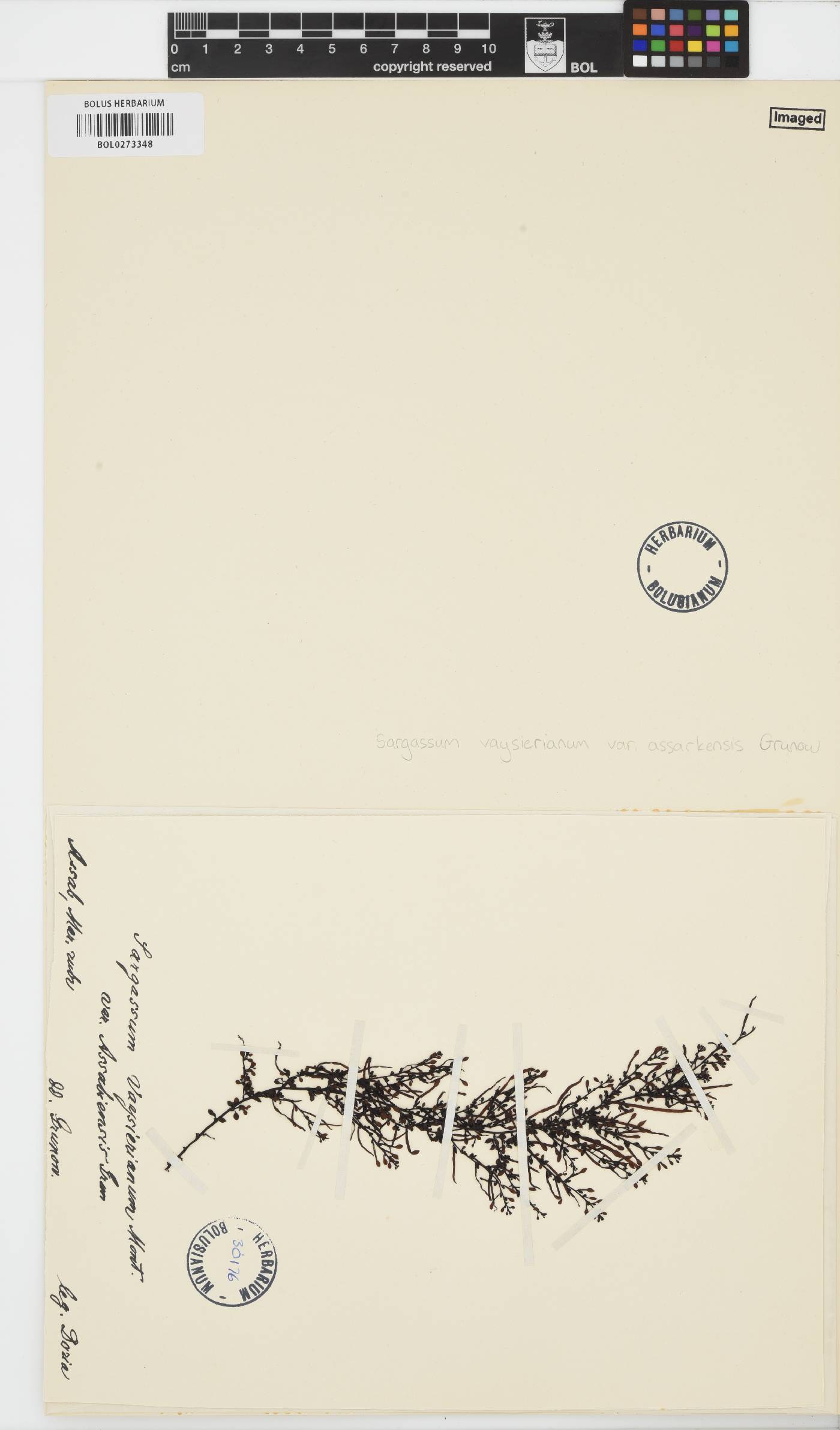 Sargassum vaysierianum var. assarkensis image