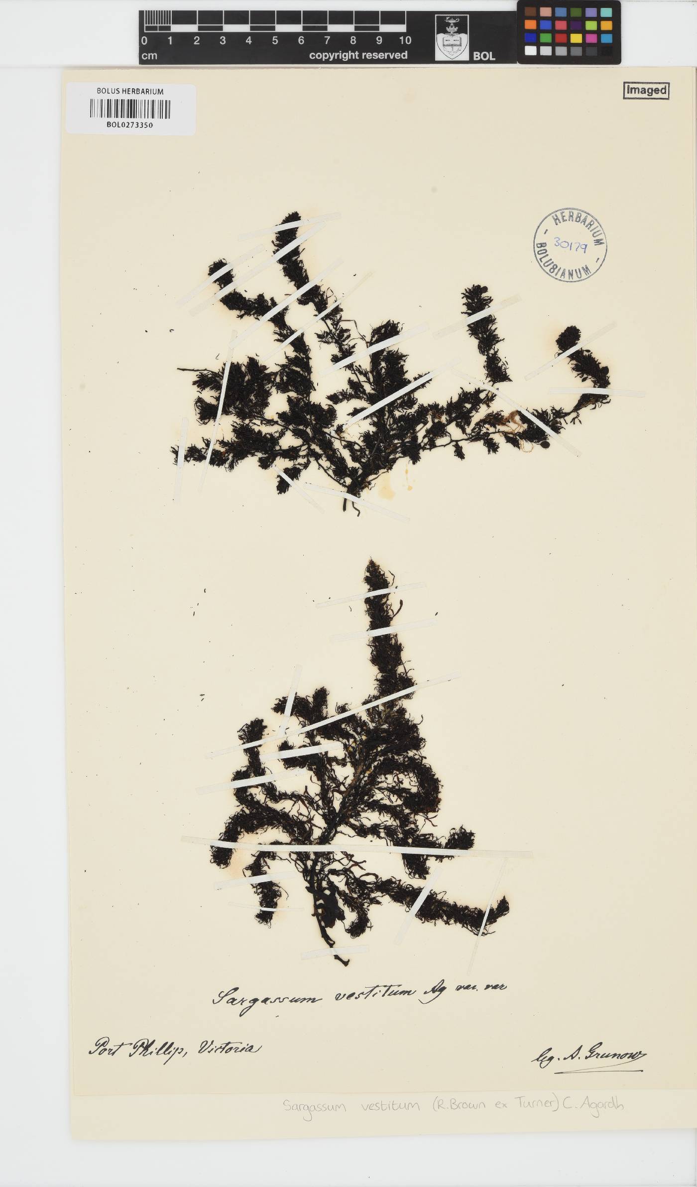 Sargassum vestitum image