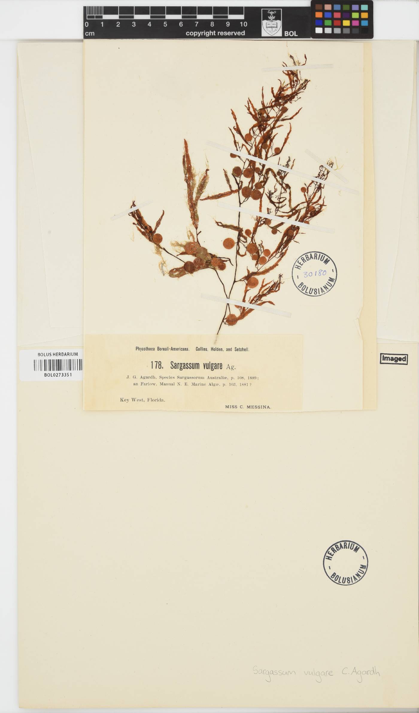 Sargassum vulgare image