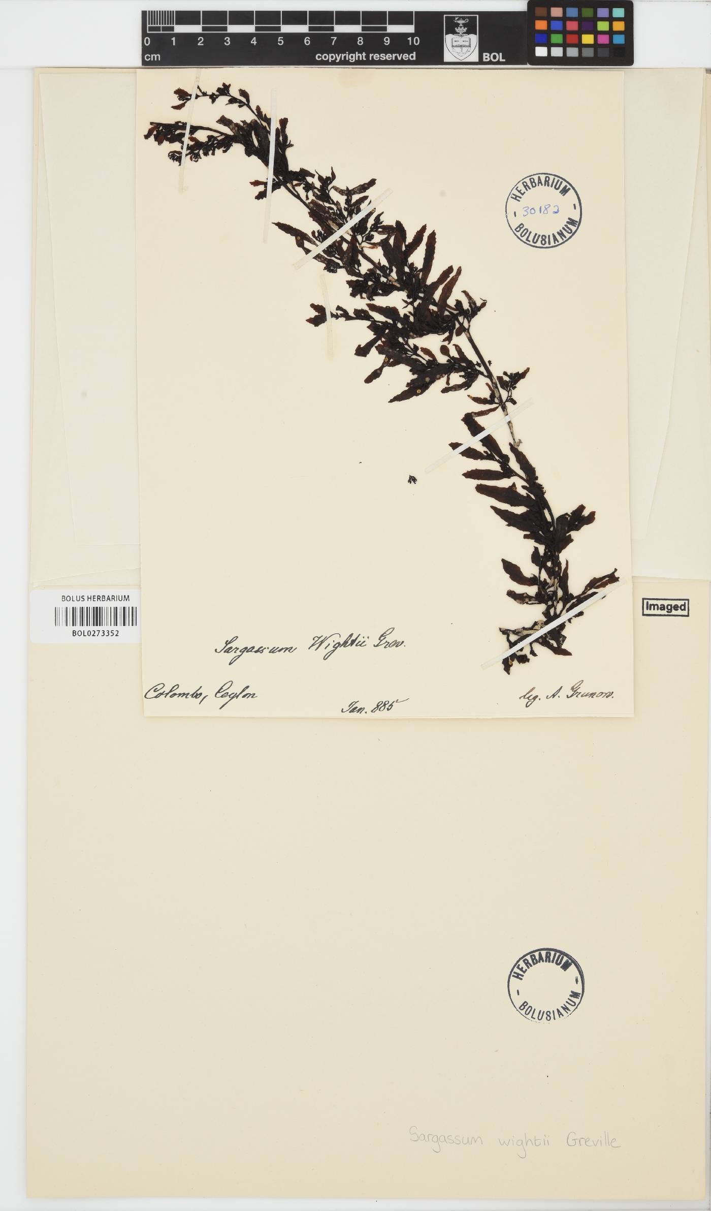 Sargassum wightii image