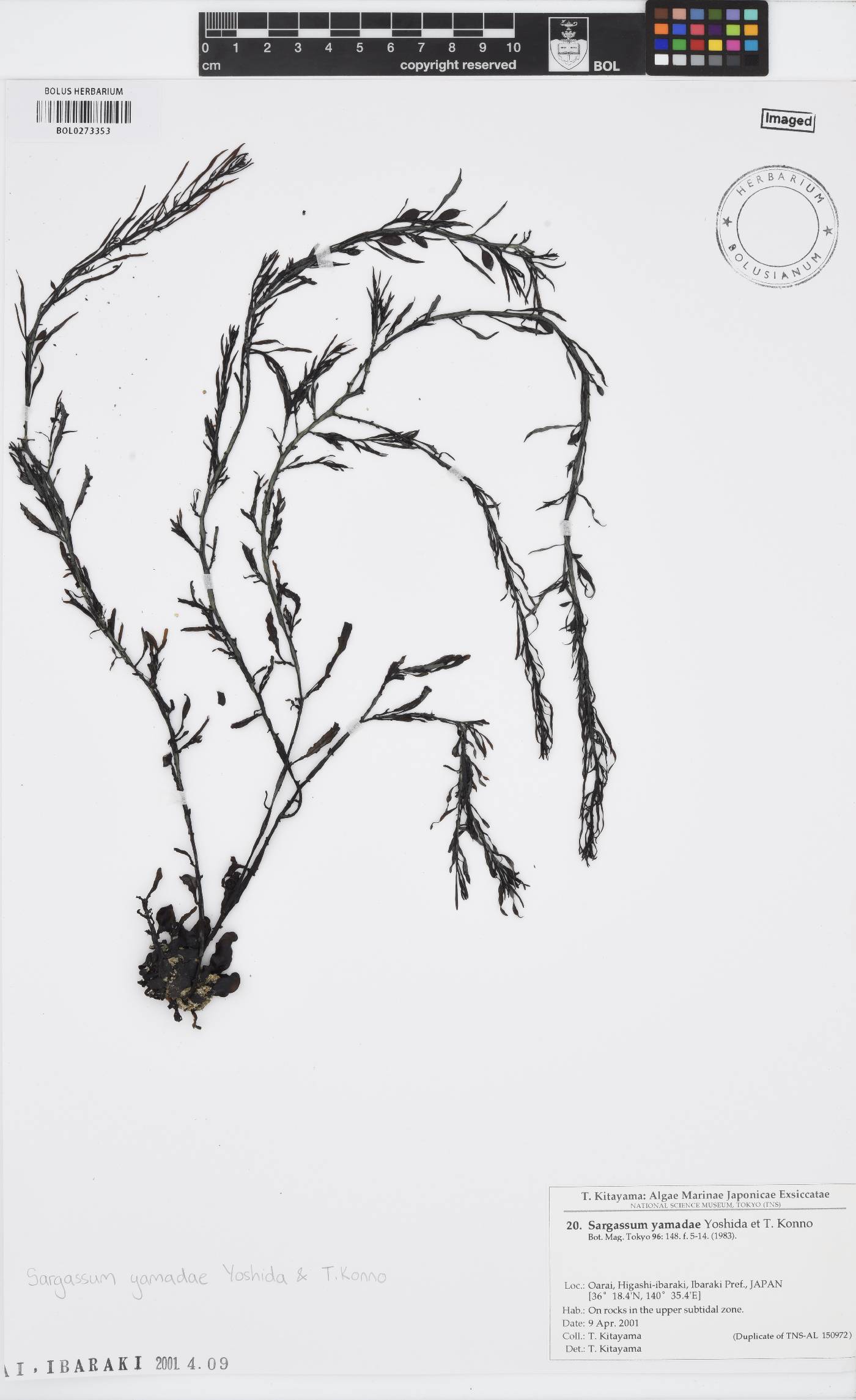 Sargassum yamadae image