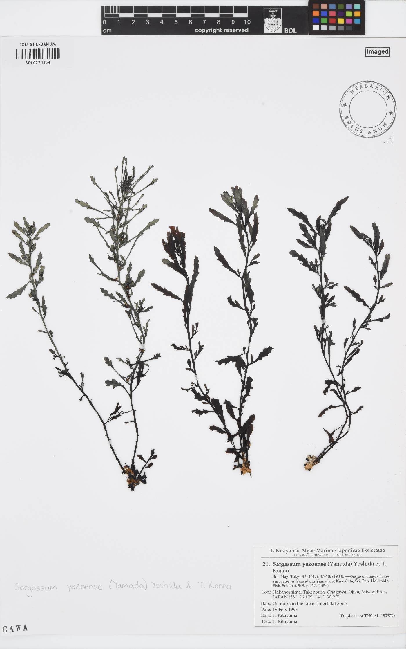 Sargassum yezoense image