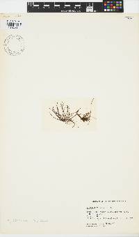 Image of Scytosiphon dotyi