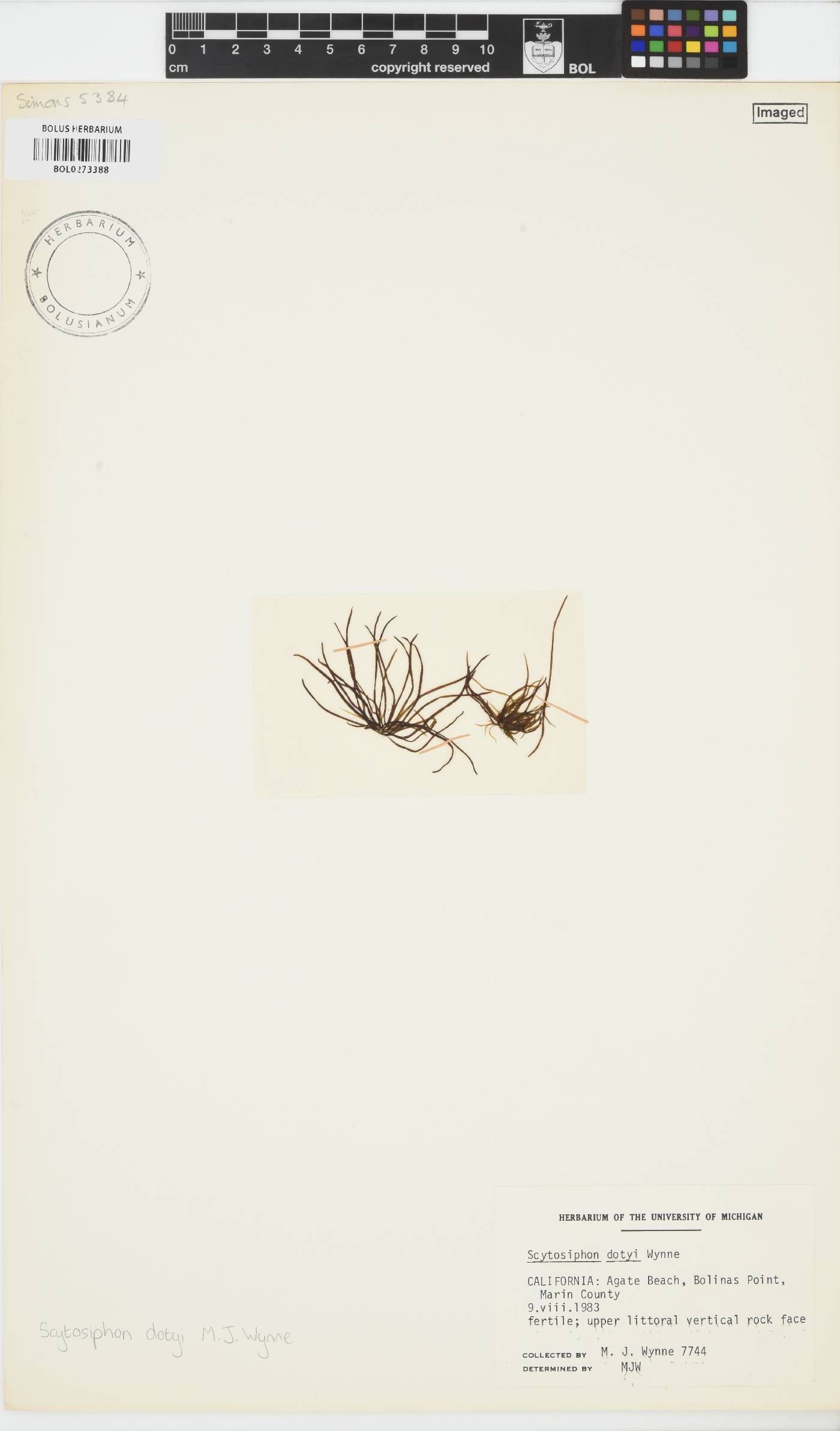 Scytosiphon dotyi image