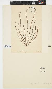 Chorda filum image