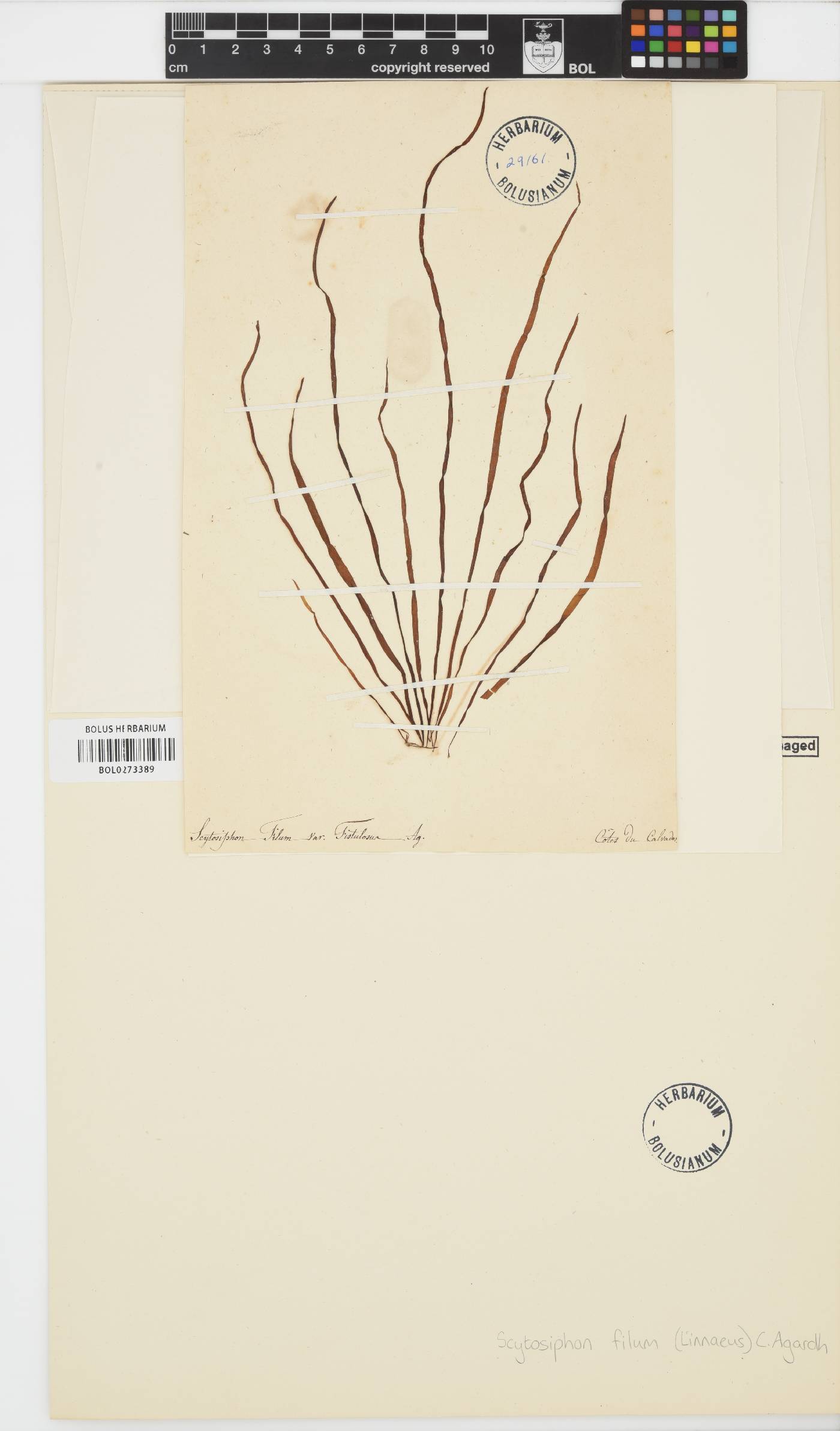 Chorda filum image