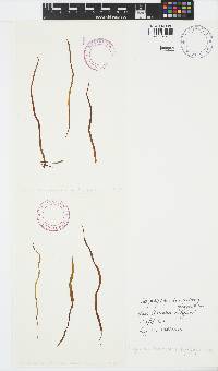 Scytosiphon lomentaria image