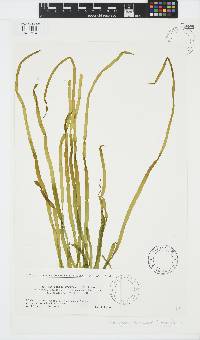 Scytosiphon lomentaria image