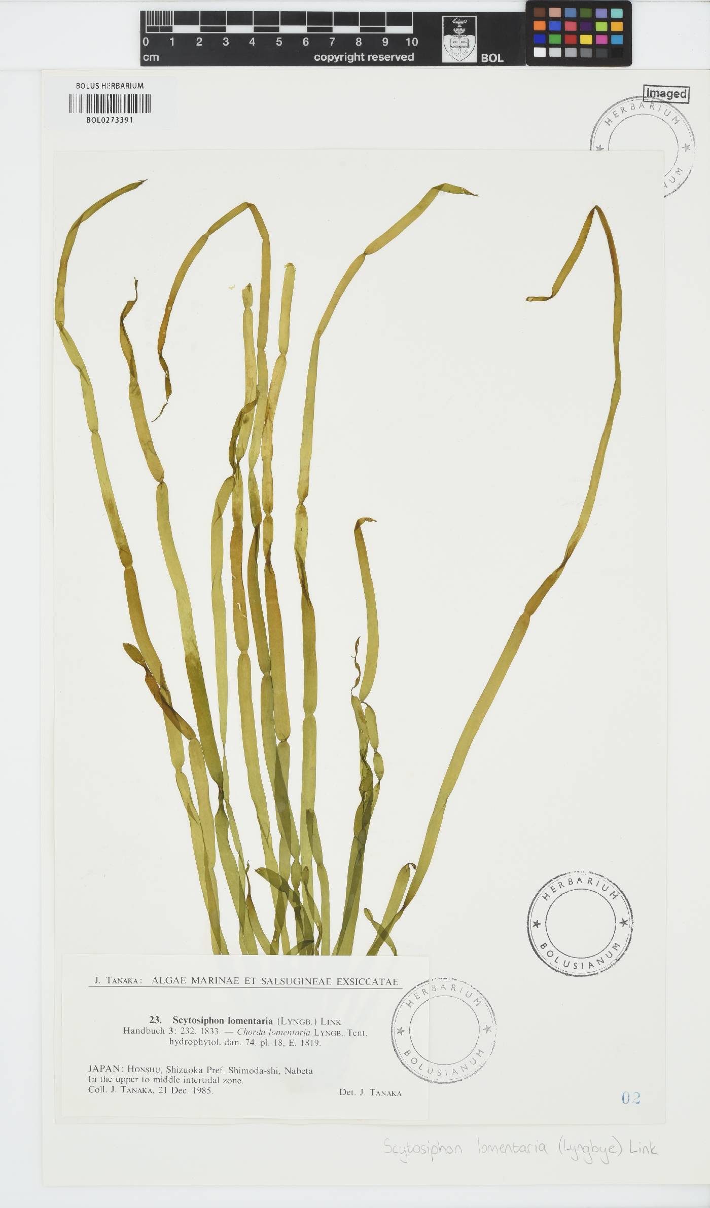 Scytosiphon lomentaria image